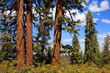 tronc de sequoia