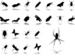 Big set icons. Insects