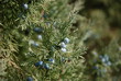 Juniper Berries Juniper Berries
