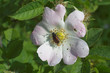 different flower from my garden