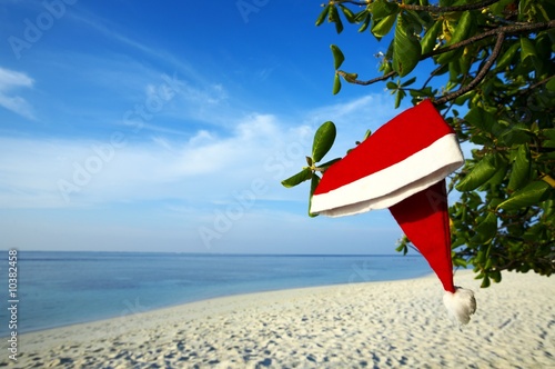 Photo: Christmas hat hang on a branch tropical tree. Christmas hat hang on a branch tropical tree.