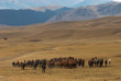 Horses in desert mountains Horses in desert mountains