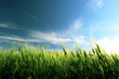 Grano e cielo