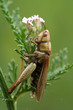 Grass-hopper on grass Grass-hopper on grass
