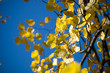 Yellow foliage on blue background. Autumn.