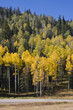 foret d'arbre foret d'arbre
