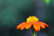 fleur orange