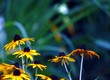 fleurs jaunes