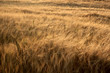 Beautiful structure from culture of grain