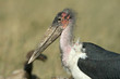 Marabou stork (Leptoptilos crumeniferus), Maasai Mara,  Kenya