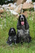 la pose du papa et du chiot cocker spaniel la pose du papa et du chiot cocker spaniel