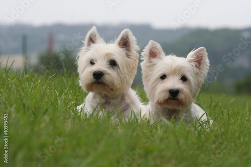 Photo: duo de westie allongés dans l'herbe duo de westie allongés dans l'herbe
