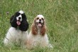 couple de cocker americain dans un champ