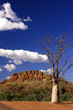 Flaschenbaum (boab) in den Kimberleys in Westaustralien Flaschenbaum (boab) in den Kimberleys in Westaustralien