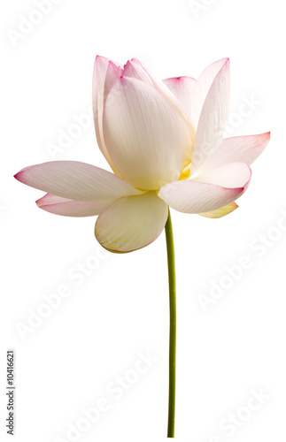 weisse lotus blume vor weiss