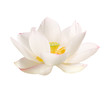 lotus bluete weiss lotus bluete weiss