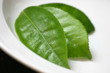 Fresh tea leaves