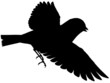 Bird101