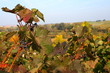 Vineyard
