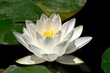 Fleur de lotus