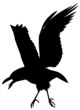 Crow101