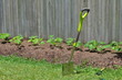 Vege patch