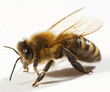 One bee isolated on white