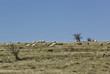 Moutons