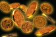 Pluie d'or