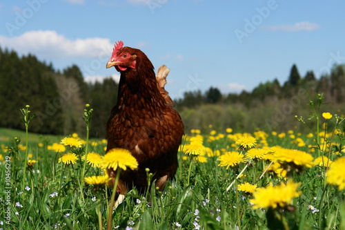 Photo: Hen outside in the meadow Hen outside in the meadow