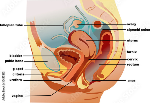 Illustration: Vagina Vagina