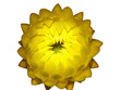 fleur immortelle jaune