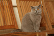 british shorthair sur chaise de jardin en tek