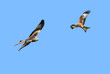 Red Kite Eagles