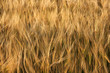 Beautiful structure from culture of grain