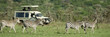 zebras passing in front of 4X4 zebras passing in front of 4X4