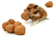 hamster and nuts