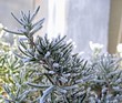 Rosemary with frost Rosemary with frost