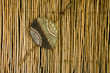 African Warrior Shield