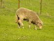 Schaf auf der Weide