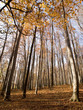 Jeu d'ombre en forêt en automne sur le tapis de feuilles rouges Jeu d'ombre en forêt en automne sur le tapis de feuilles rouges