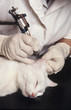 Tatouage d'un beau chat blanc endormi