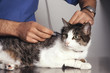 Vaccination d'un chat de gouttière