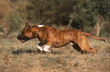 Vitesse de l'American Staffordshire Terrier bringé bicolore