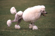 Caniche blanc toiletté de profil