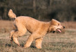Caniche abricot de profil en course