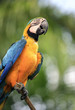 Parrot on a branch. Park of birds. Bali. Indonesia