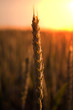 Gerste-Ähre im Sommer