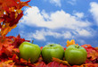 Fall leaves with green apples on sky background, fall scene