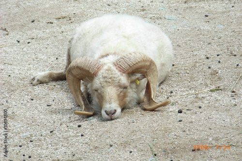 Foto: Schafbock Schafbock
